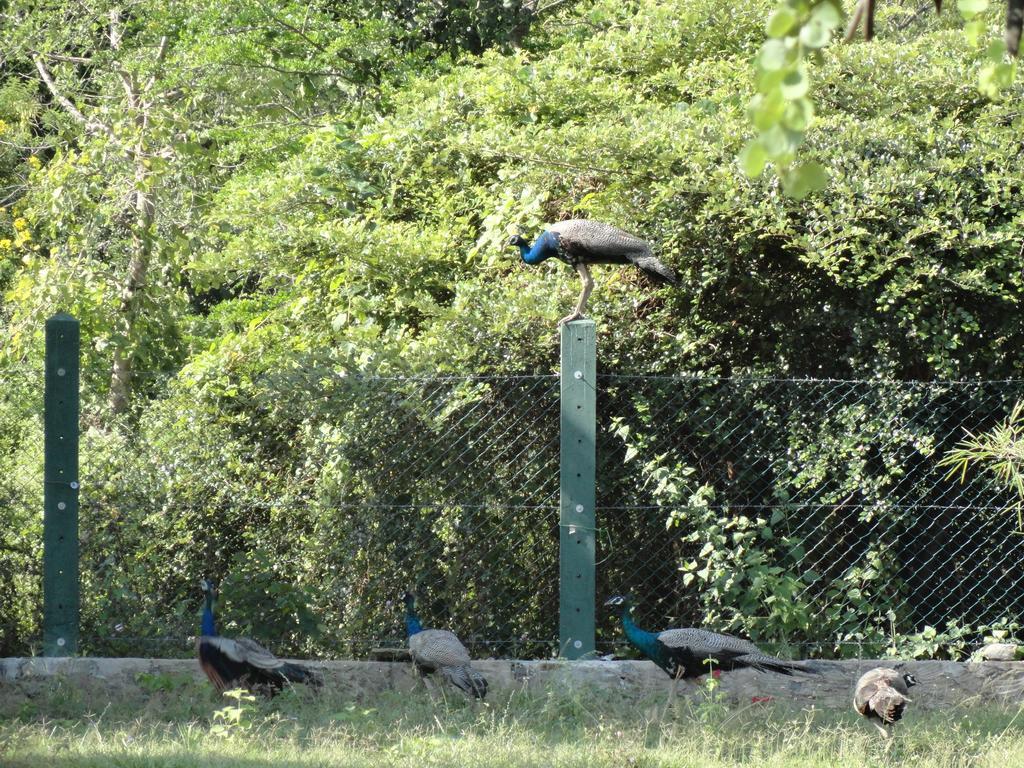 Gregory'S Safari Bungalow Yala. Kataragama Dış mekan fotoğraf