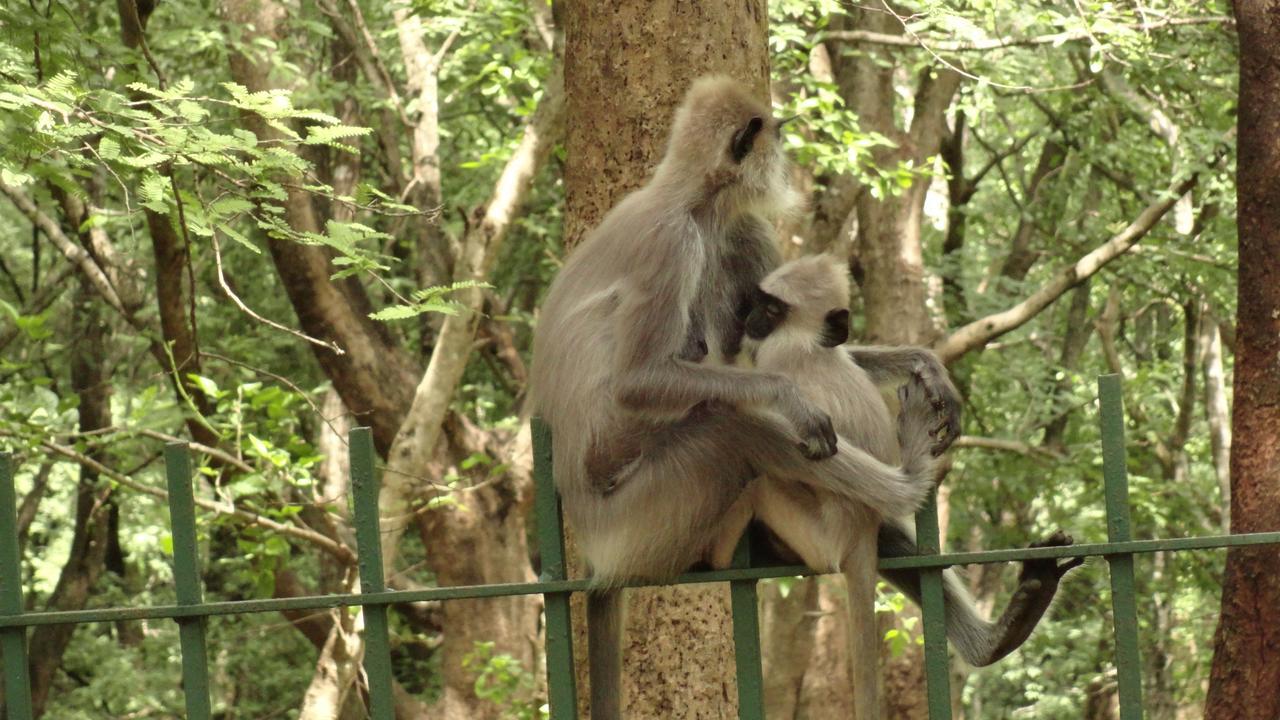 Gregory'S Safari Bungalow Yala. Kataragama Dış mekan fotoğraf